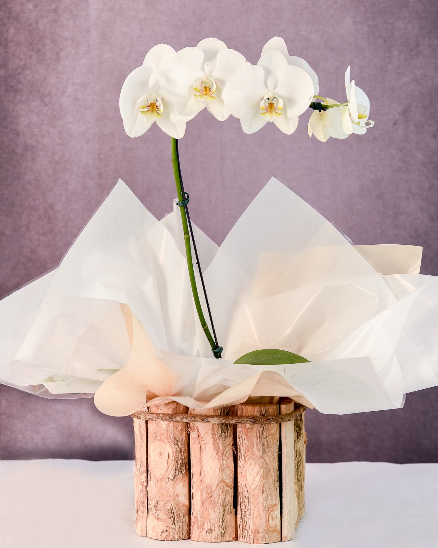 Orquídea Especial 05 — Phalaenopsis Branca no Tronco