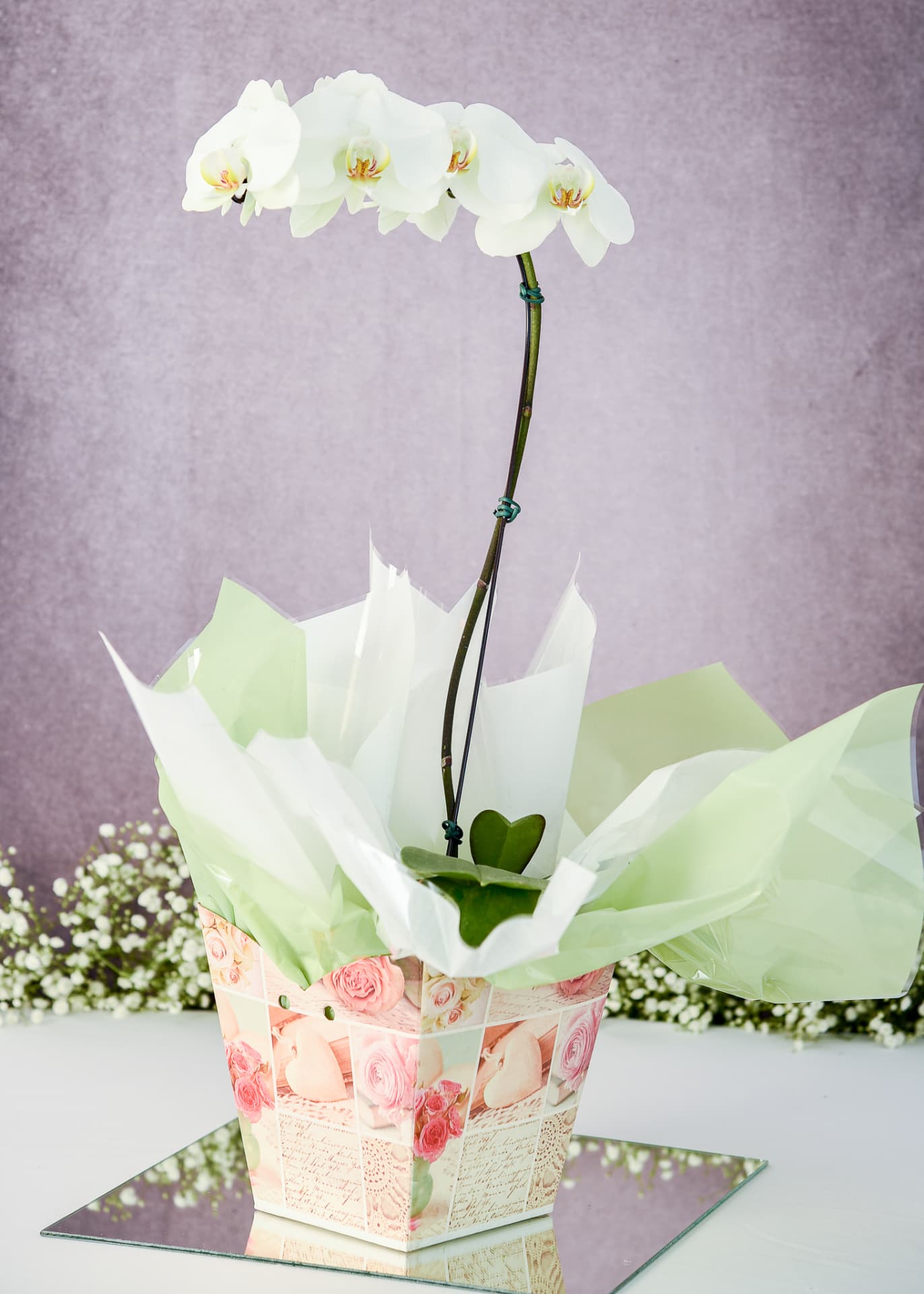 Orquídea Especial 03 — Phalaenopsis Branca no Cachepô Floral