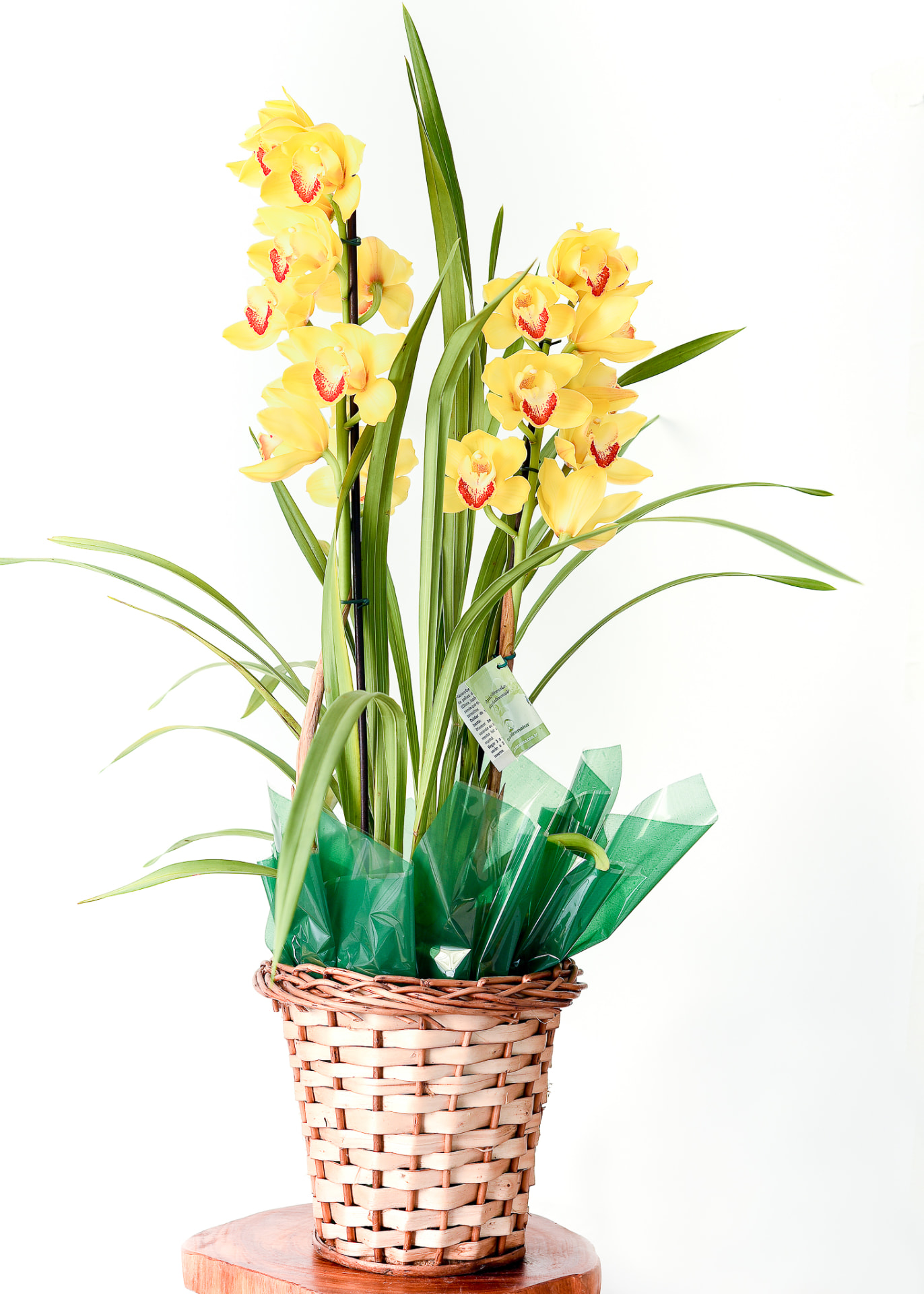 Orquídea Especial 11 — Cymbidium na Cesta de Vime